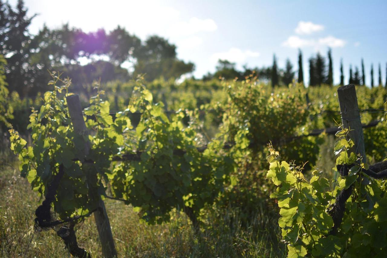 Casas Na Vinha - Monte Da Casteleja, Wine Estate - Eco Turismo Rural ลากอส ภายนอก รูปภาพ